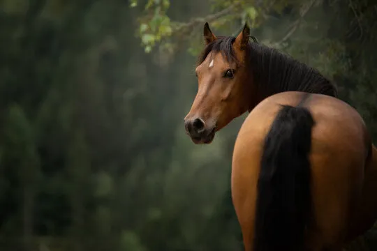 数据监控与保障负责人